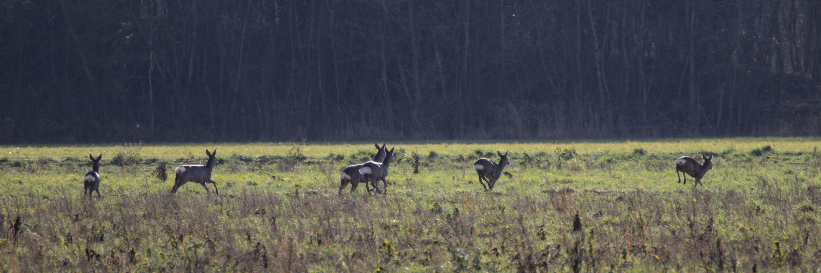 Red deer in a field