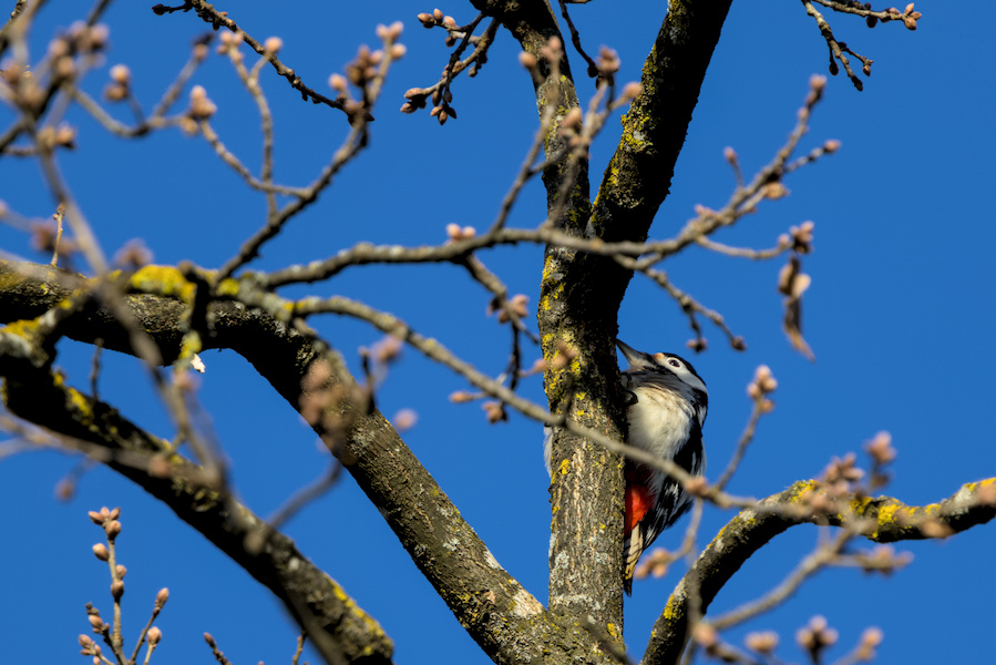 Buntspecht an einem Baumstamm
