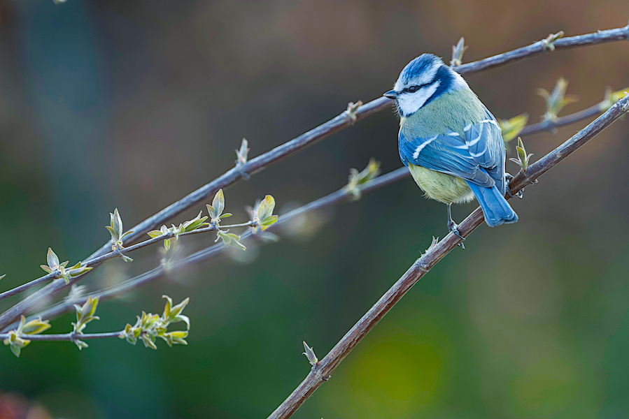 Blaumeise auf einem Ast