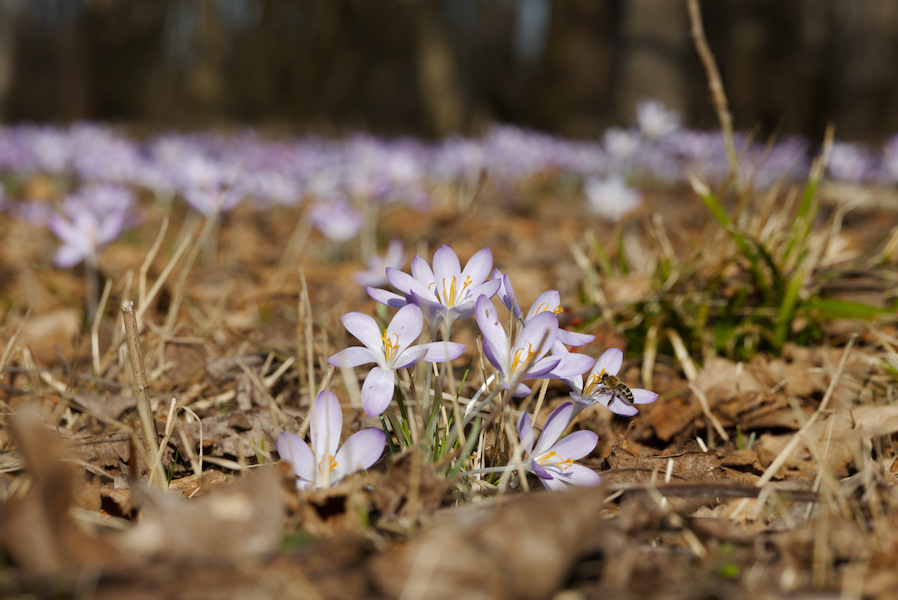 Biene auf einem Fr&uuml;hlingskrokuss