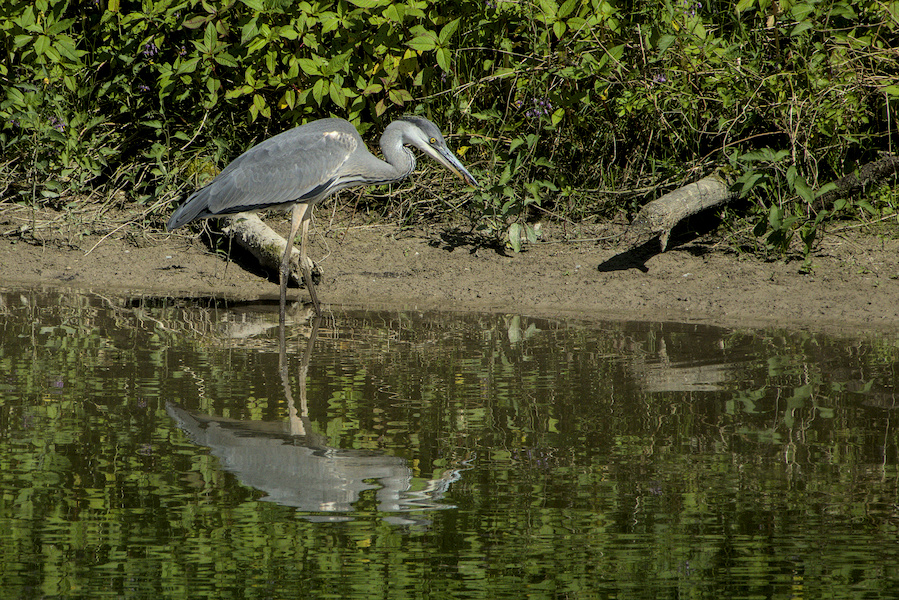 Graureiher im Wasser