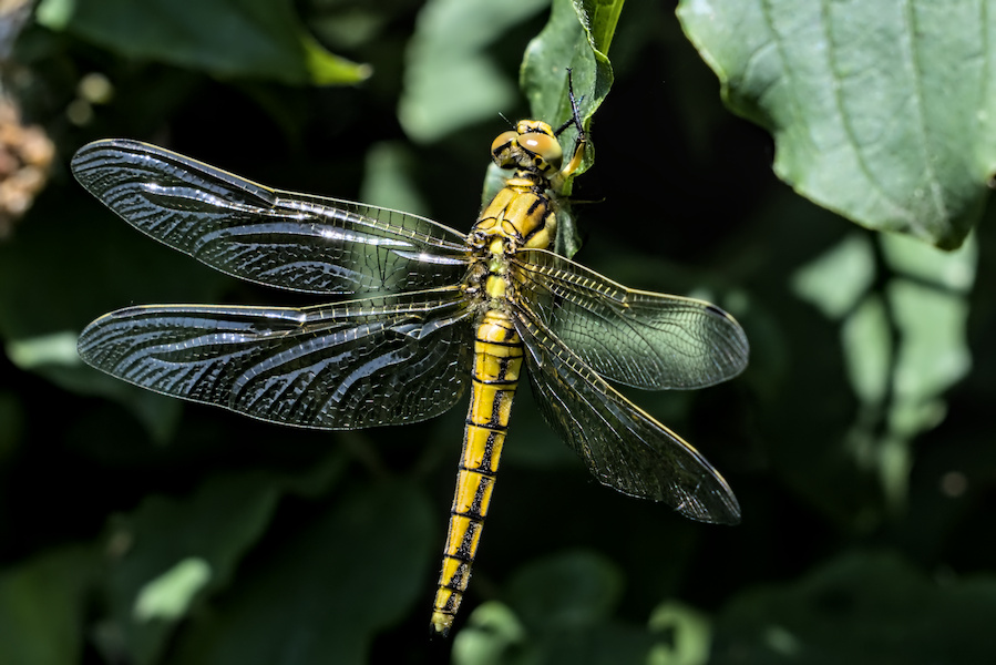 Prachtlibelle hängt an einem Blatt