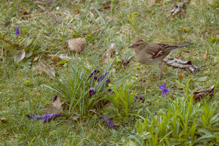 Buchfink auf einer Wiese