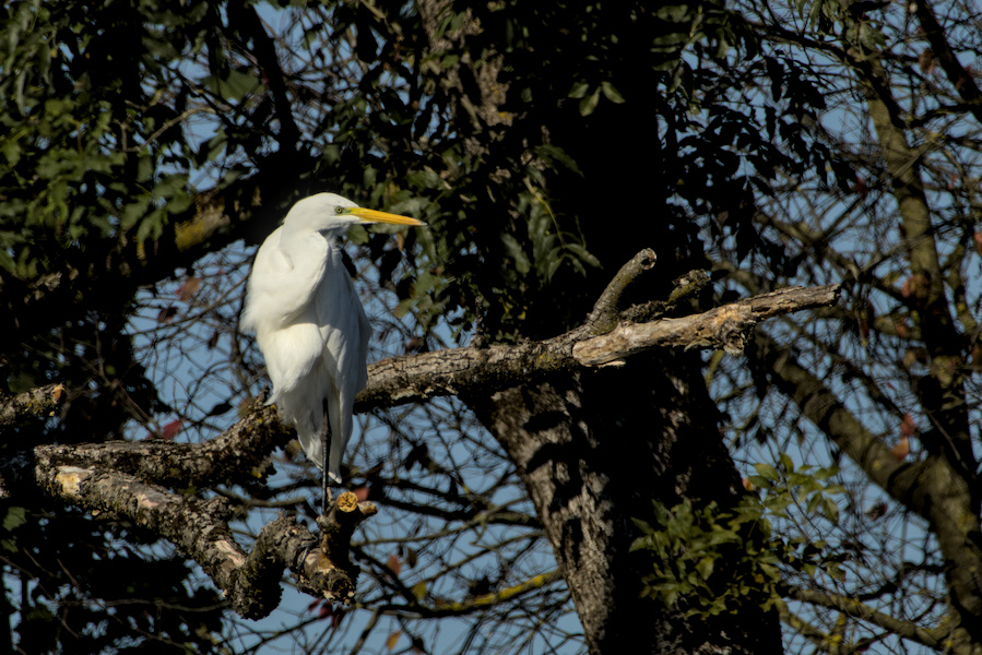 Silberreiher in einem Baum
