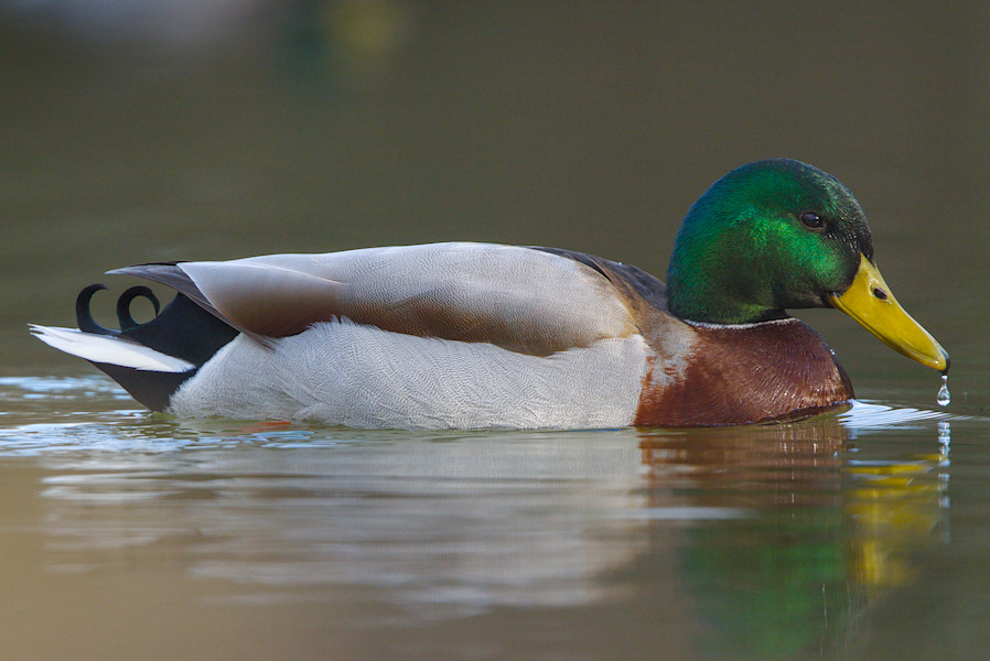 Stockente auf einem Teich
