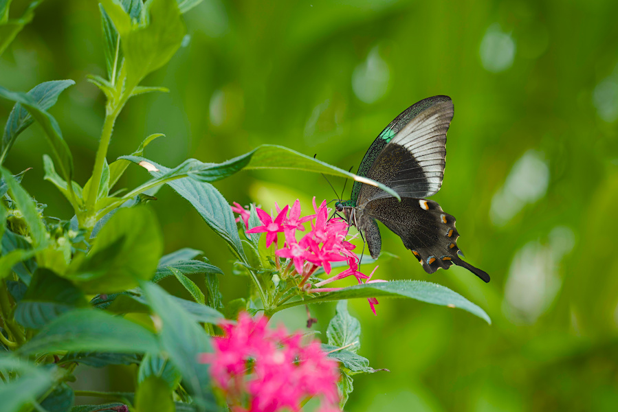 Smaragd Schwalbenschwanz Schmetterling auf einer Bl&uuml;te