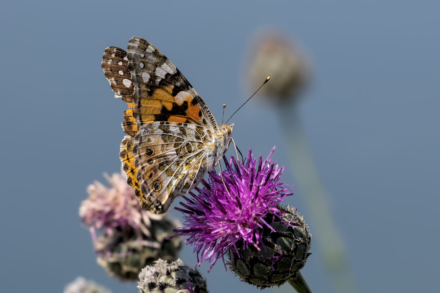 Distelfalter auf einer Blüte