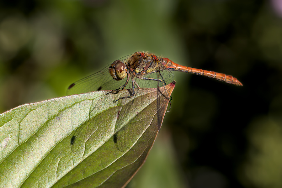 Blutrote Heidelibelle auf einem Blatt