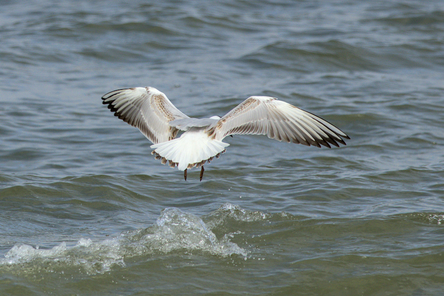 Lachmöwe am Meer