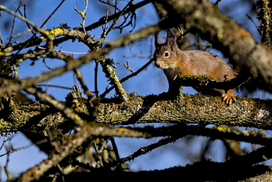 Eichh&ouml;rnchen auf einem Baum