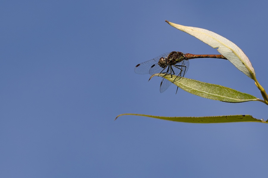 Blutrote Heidelibelle