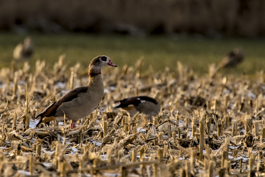 Nilgans auf einem Stoppelfeld