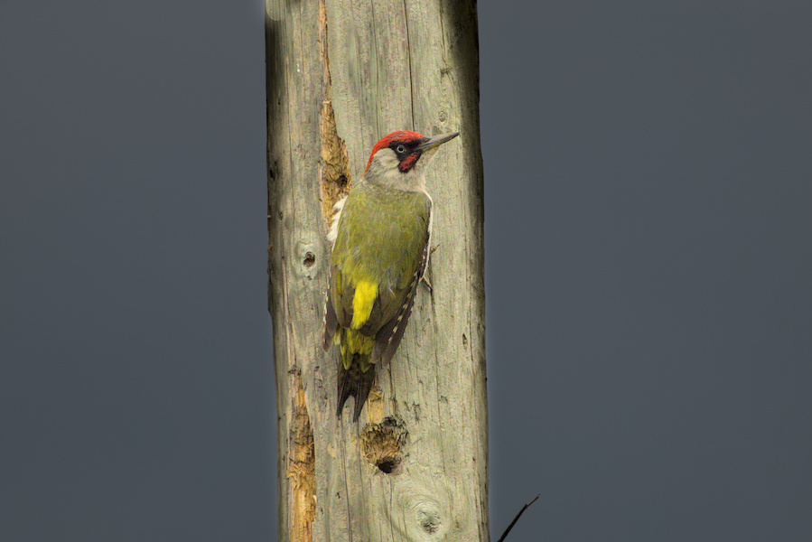 Grünspecht an einem Strommast
