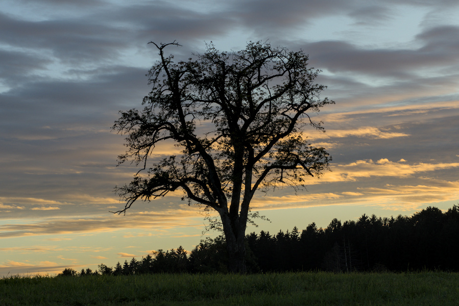 Sonnenuntergang hinter Baum