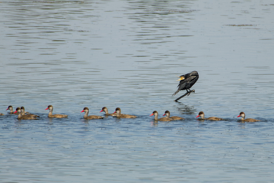 Kormoran und Kolbenenten auf einem See