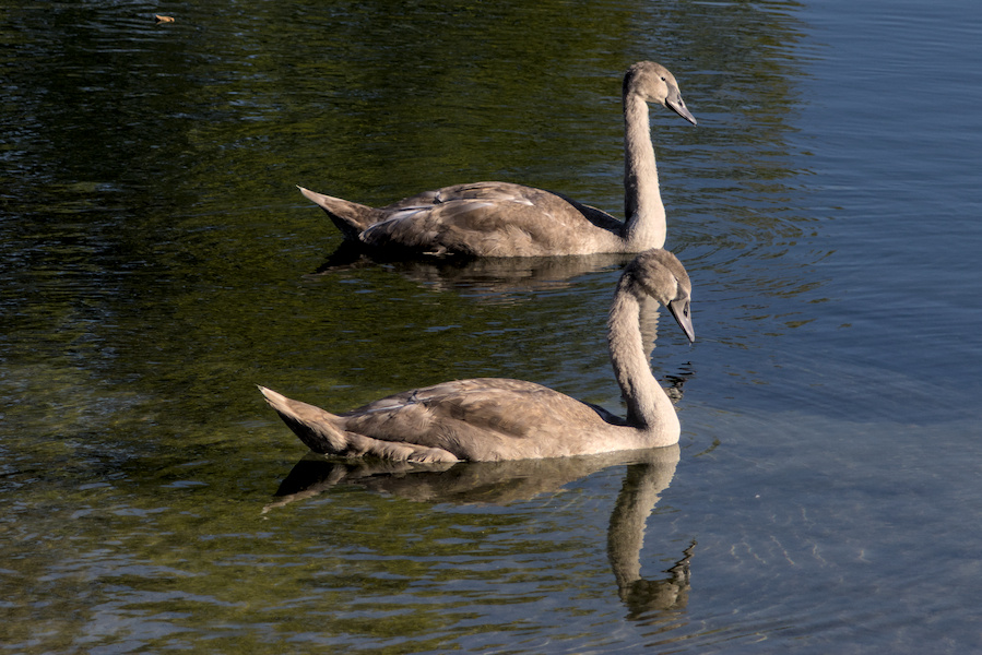 Zwei H&ouml;ckerschw&auml;ne