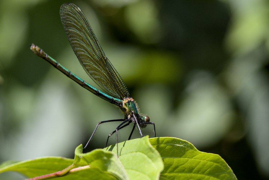 Prachtlibelle auf einem Blatt