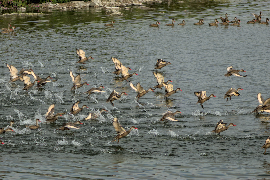 Kolbenenten auf einem See
