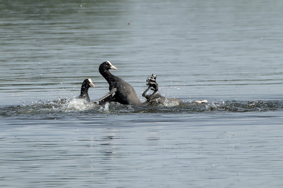 Blässhühner auf einem See