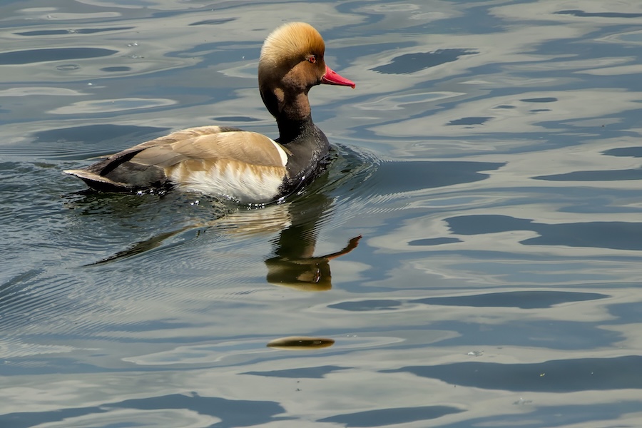 Kolbenente auf einem See
