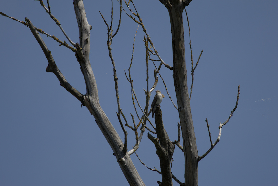 Grauschnäpper auf einem Baum