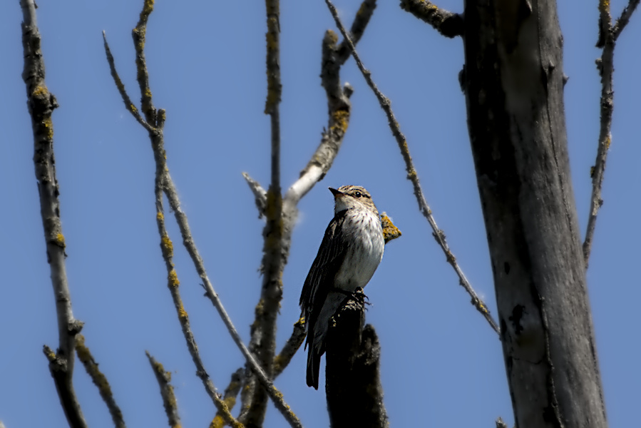 Grauschnäpper auf einem Baum