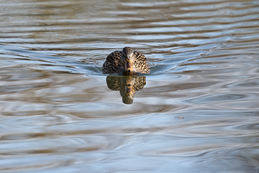 Stockente auf einem See