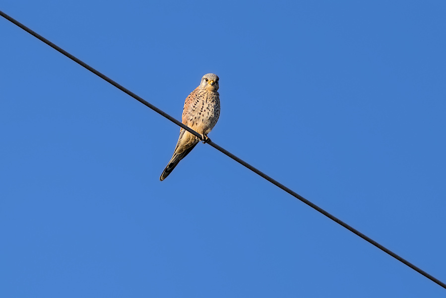 Turmfalke auf einer Stromleitung