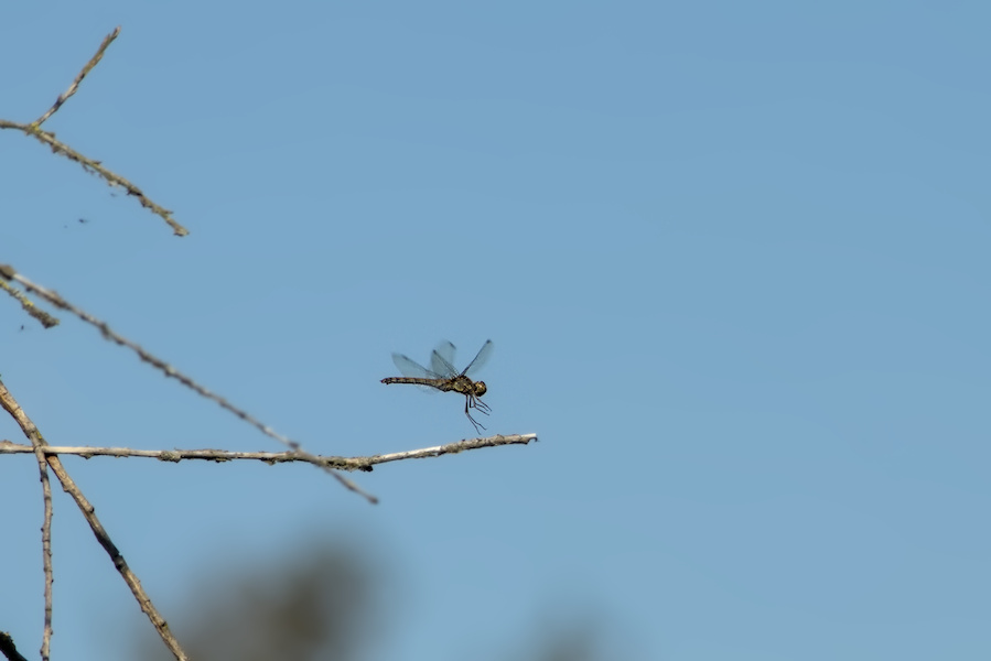 Blutrote Heidelibelle an einem Ast