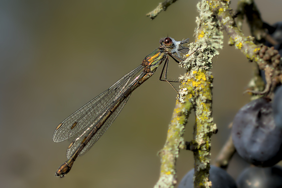 Kleinlibelle an einem Ast