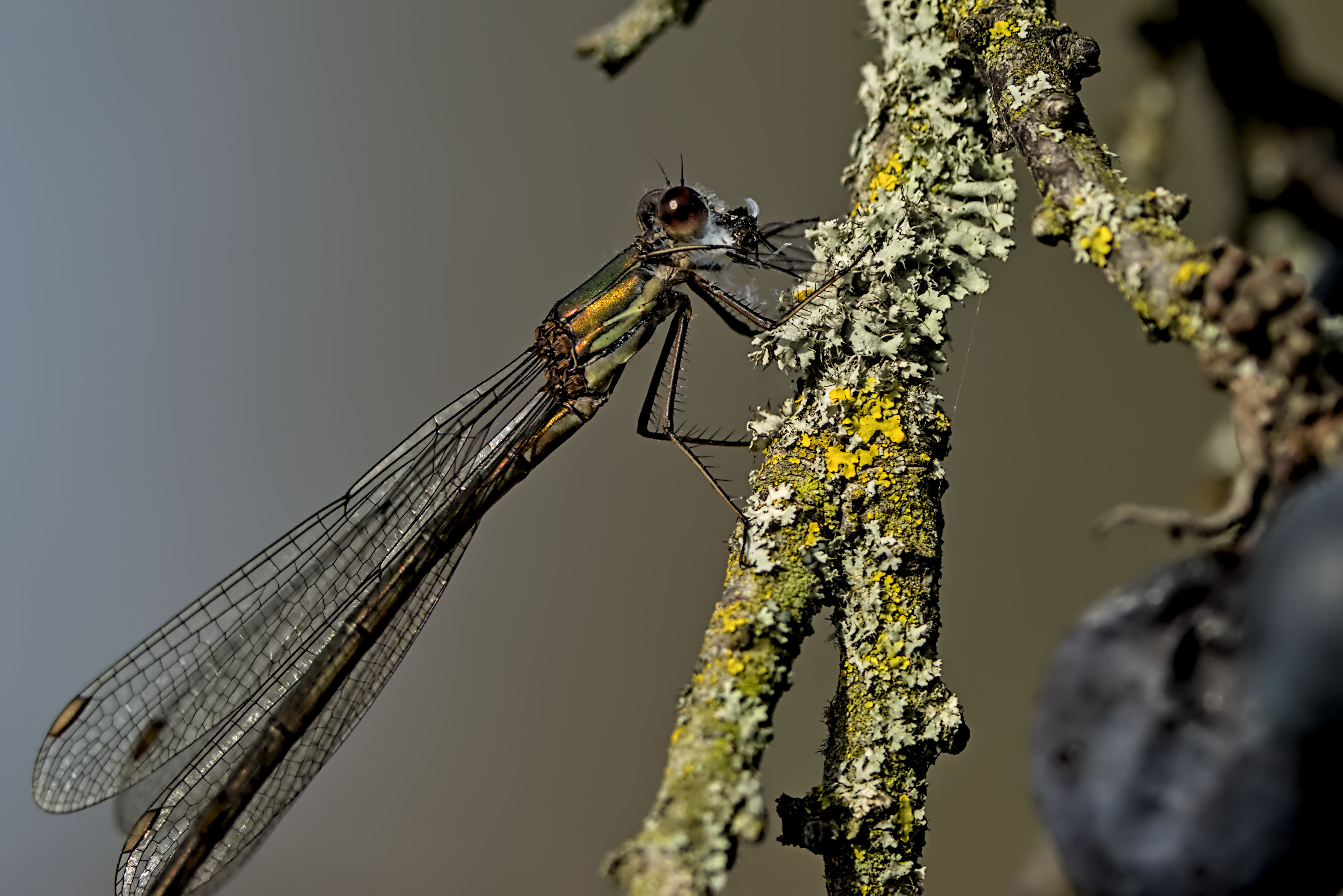 Beim Mittagessen - 2