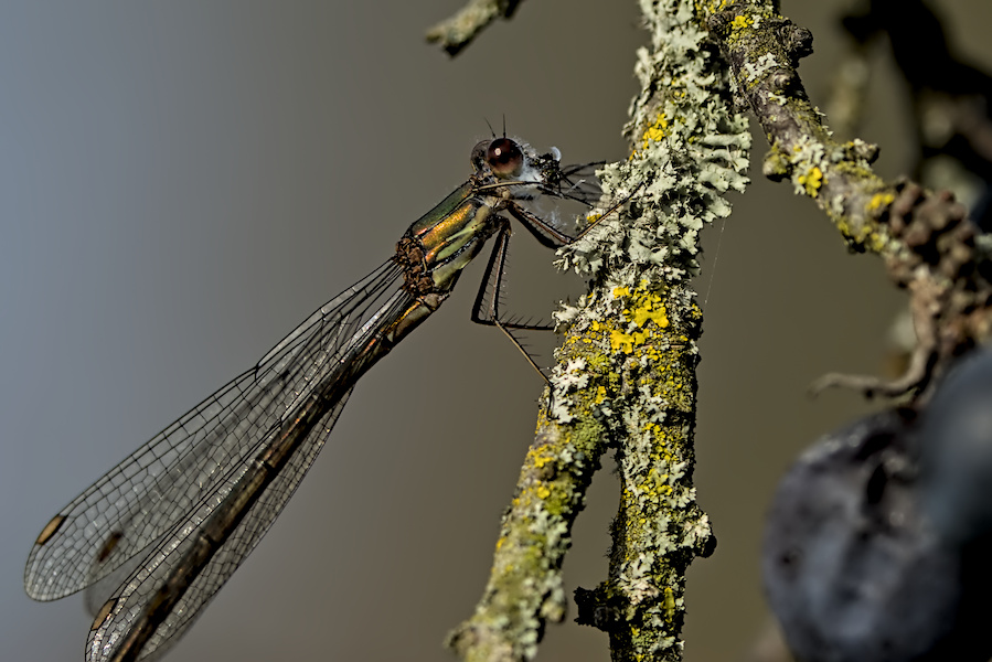 Kleinlibelle an einem Ast