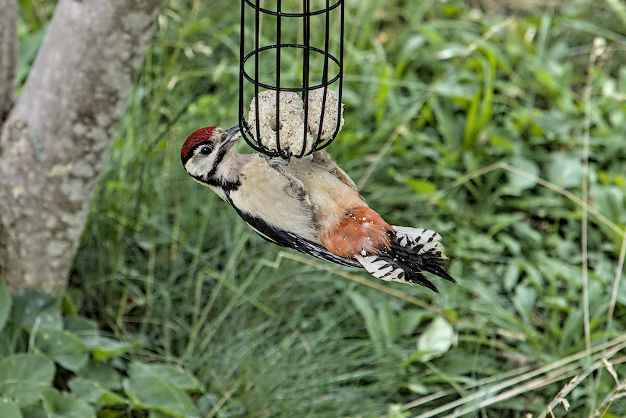 Buntspecht an einer Futterstelle