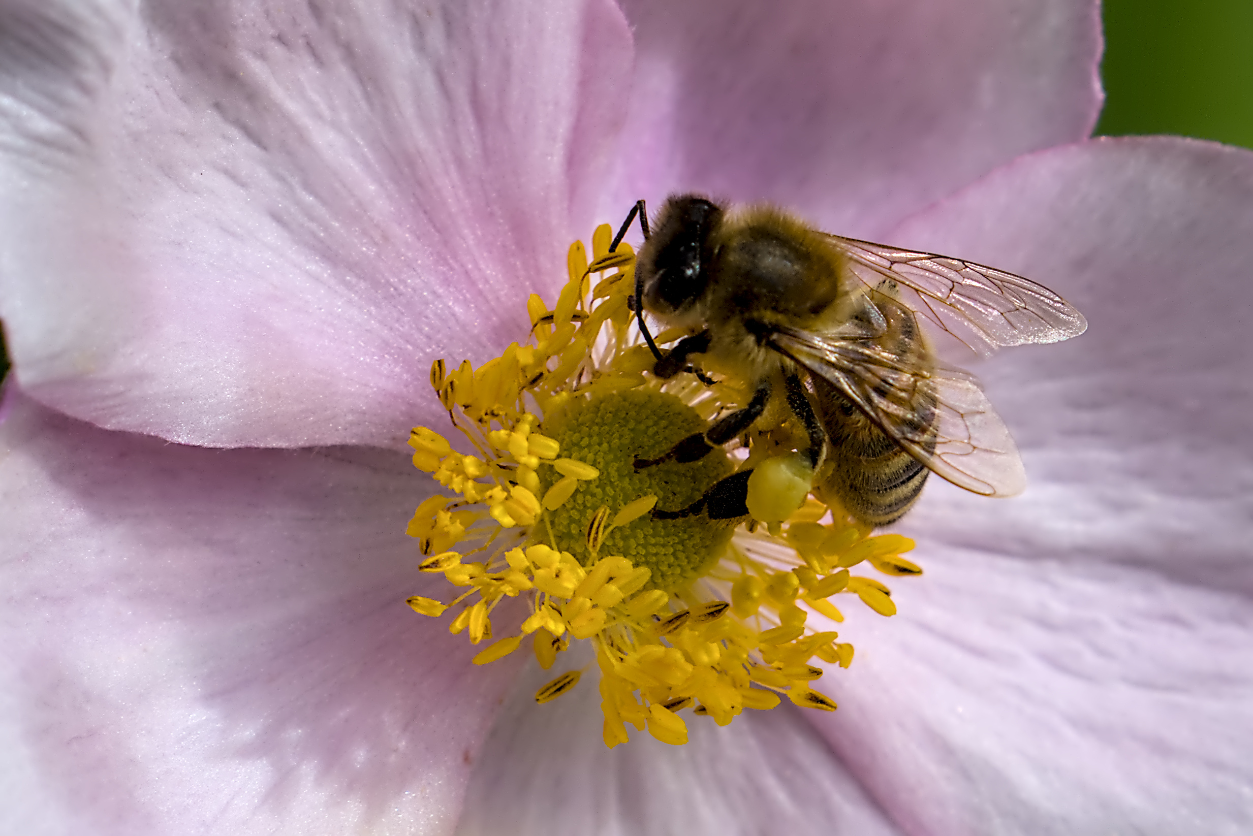 Biene auf einer Anemone - 01