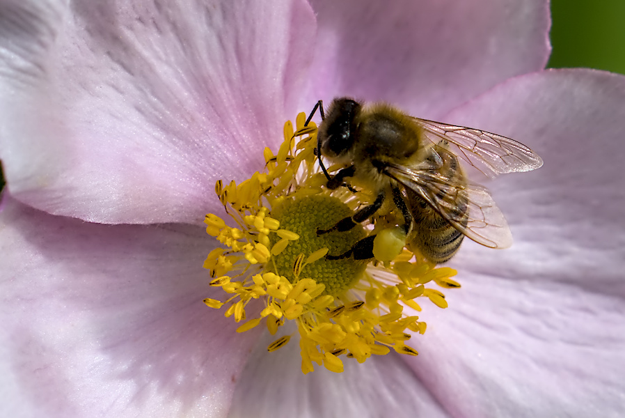 Biene auf einer Anemone