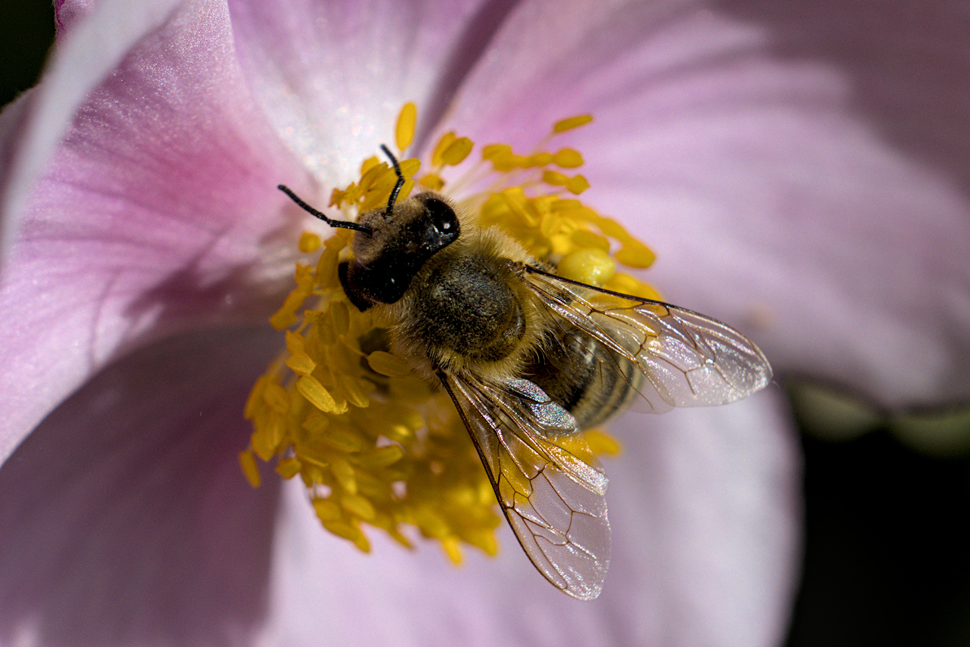 Biene auf einer Anemone - 02