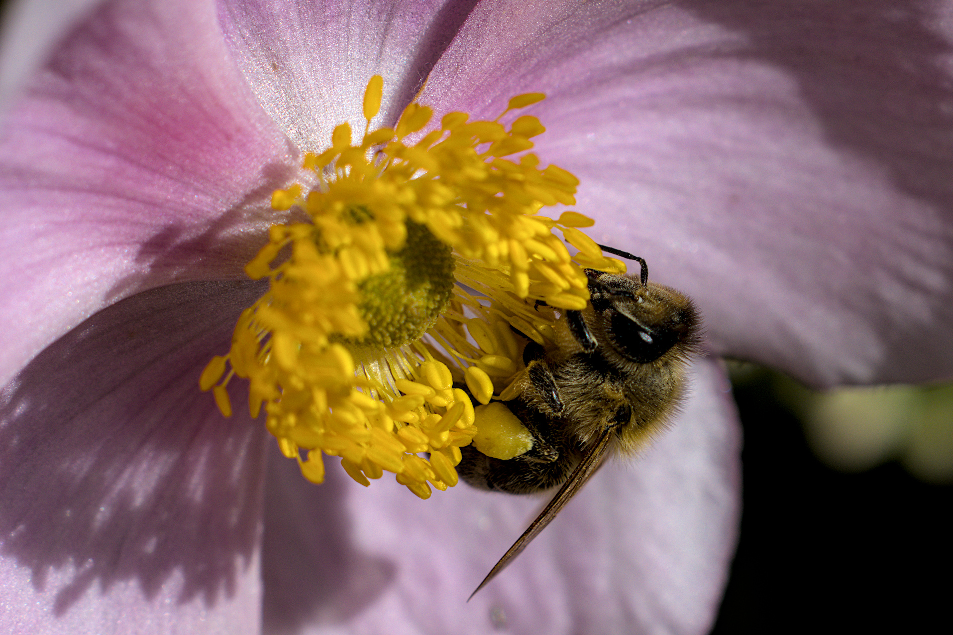Biene auf einer Anemone - 03