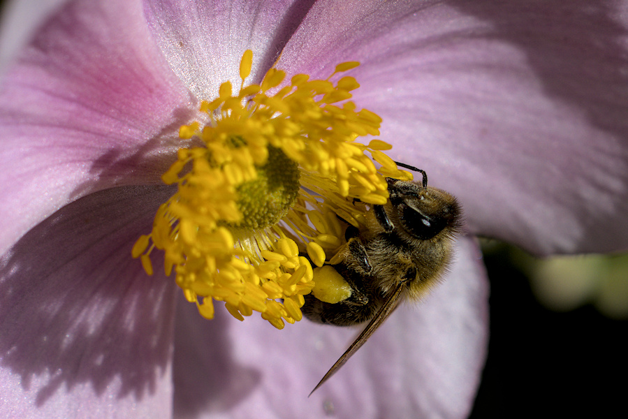 Biene auf einer Anemone