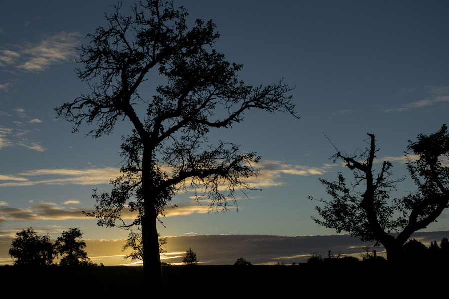Sonnenuntergang hinter Baum