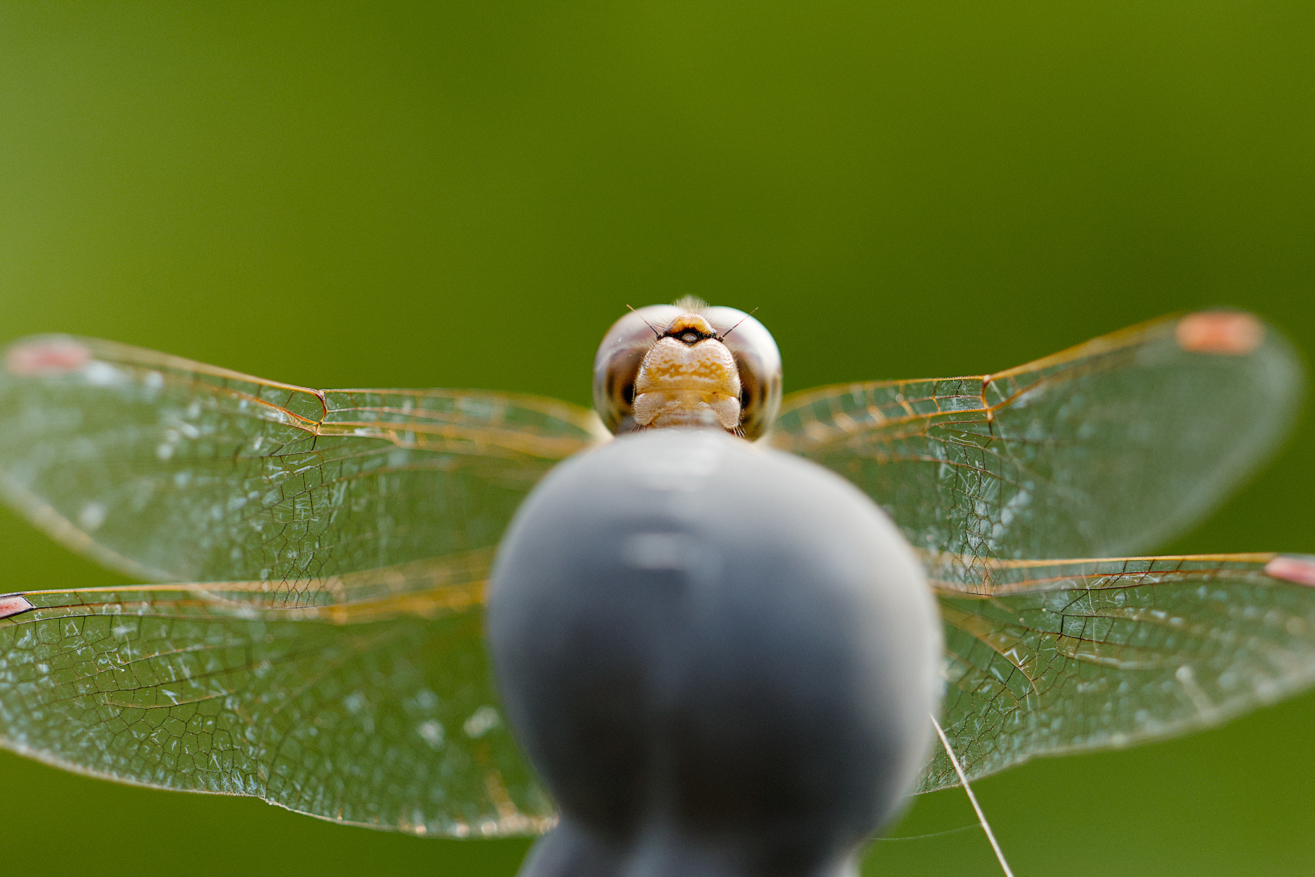 Hinter einer Rankhilfe