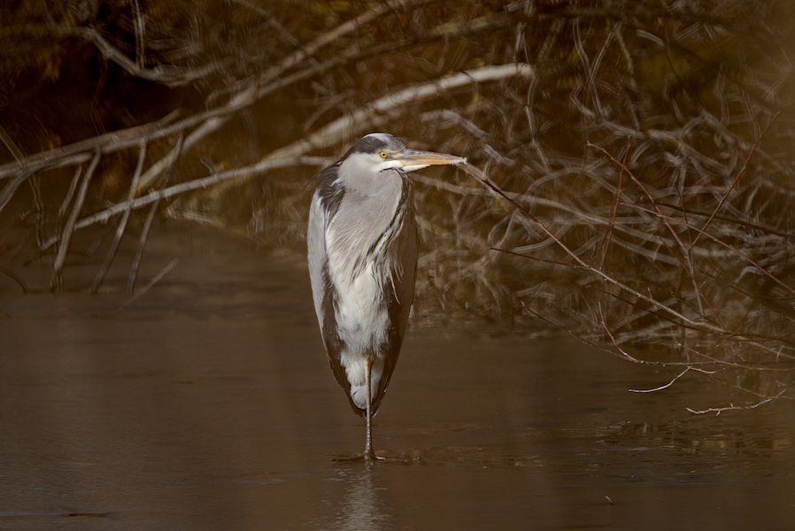 Graureiher an einem Teich