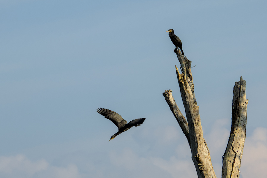 Zwei Kormorane an einem Baum
