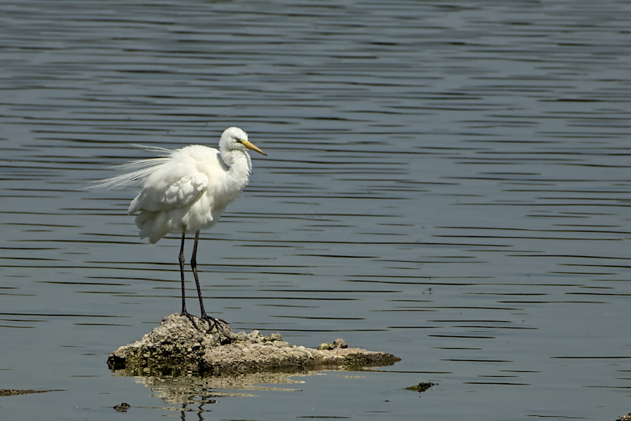 Silberreiher auf einem Stein