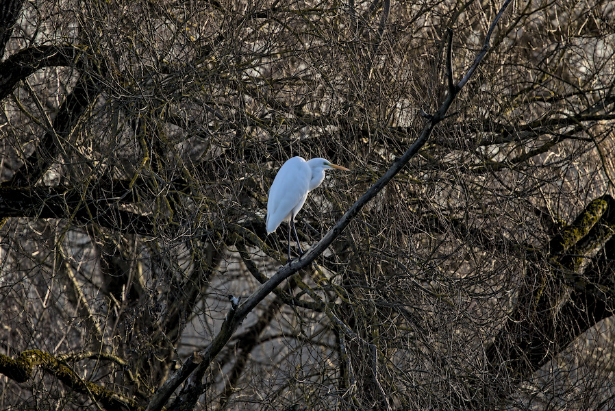 Silberreiher auf einem Baum