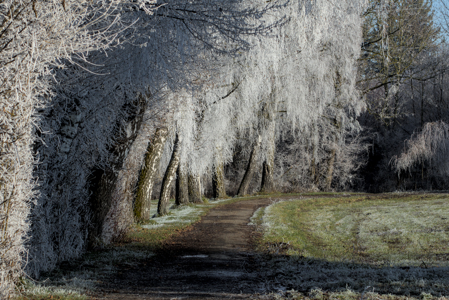Eine halbe Allee aus Birkenbäumen