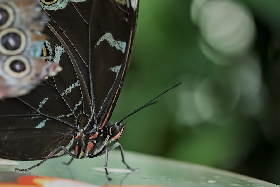 Blauer Morphofalter auf einem Tisch