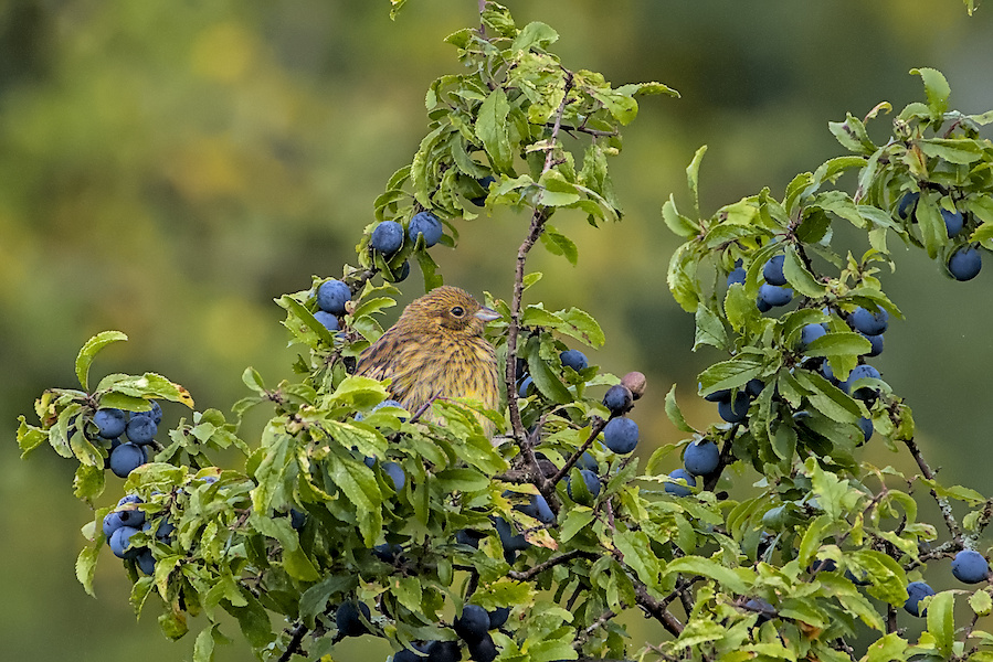 Goldammer in einem Busch