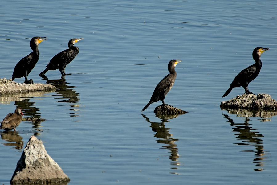 Kormorane auf einem See