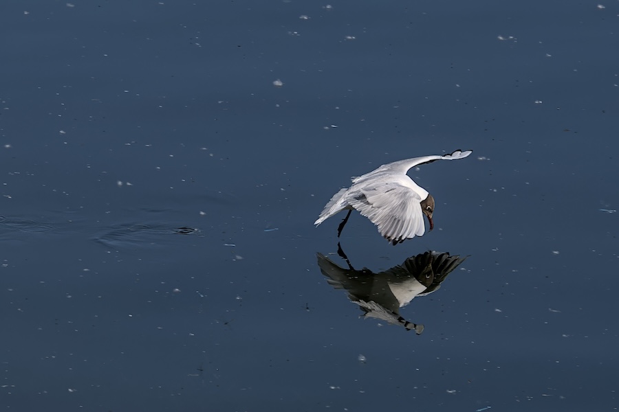 Lachmöwe über einem See