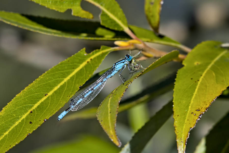 Kleinlibelle auf einem Blatt
